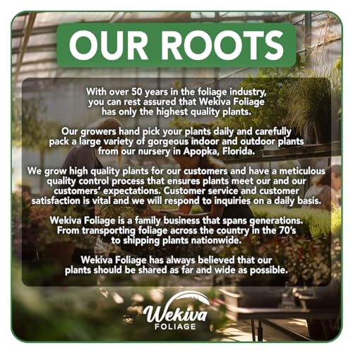 Edible Garden Plant Variety Pack - 4 Live Starter Plants