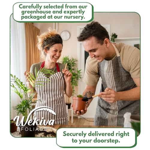 Edible Garden Plant Variety Pack - 4 Live Starter Plants