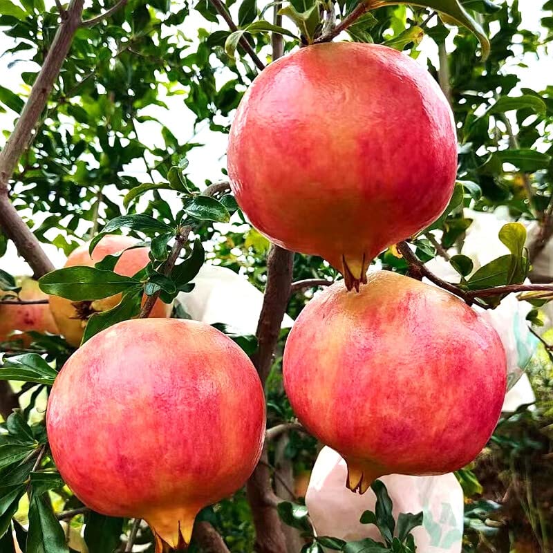 Large Pomegranate Tree with Sweet Tart Juice, Great for Home Garden