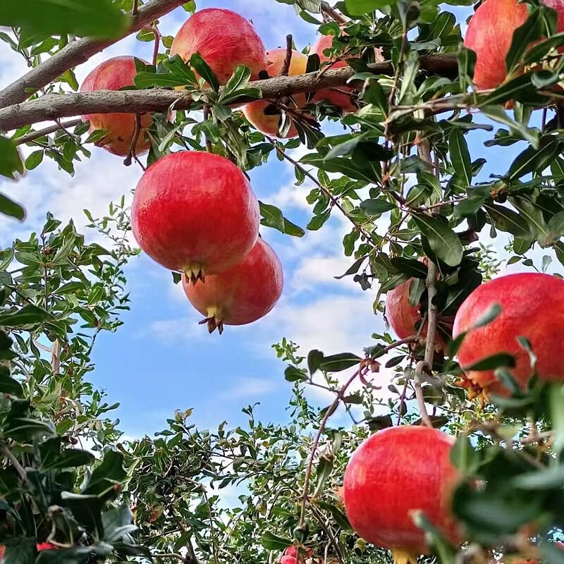 Large Pomegranate Tree with Sweet Tart Juice, Great for Home Garden
