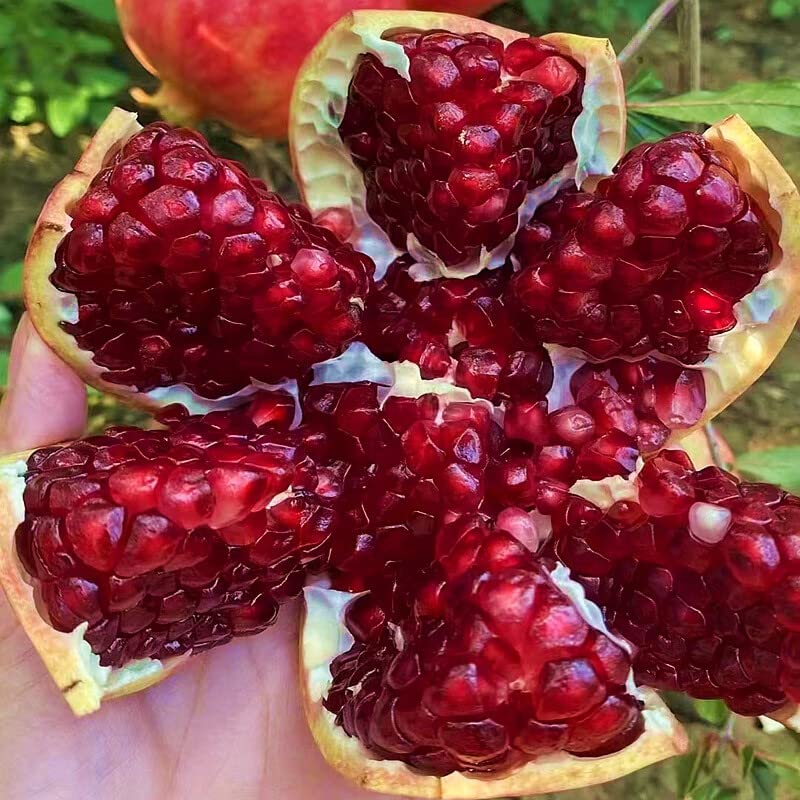 Large Pomegranate Tree with Sweet Tart Juice, Great for Home Garden