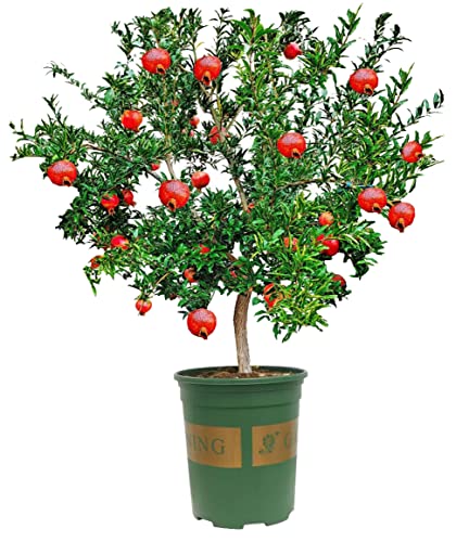 Large Pomegranate Tree with Sweet Tart Juice, Great for Home Garden