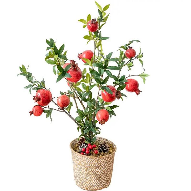 Large Pomegranate Tree with Sweet Tart Juice, Great for Home Garden