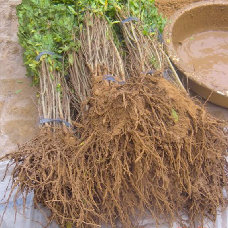 Large Pomegranate Tree with Sweet Tart Juice, Great for Home Garden