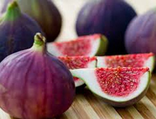 Violette de Bordeaux" Fig Trees - Set of 4