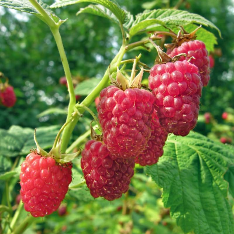 Pair of Live Red Raspberry Bushes, Sweet Fruit