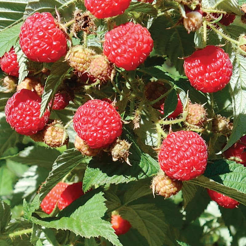 Pair of Live Red Raspberry Bushes, Sweet Fruit