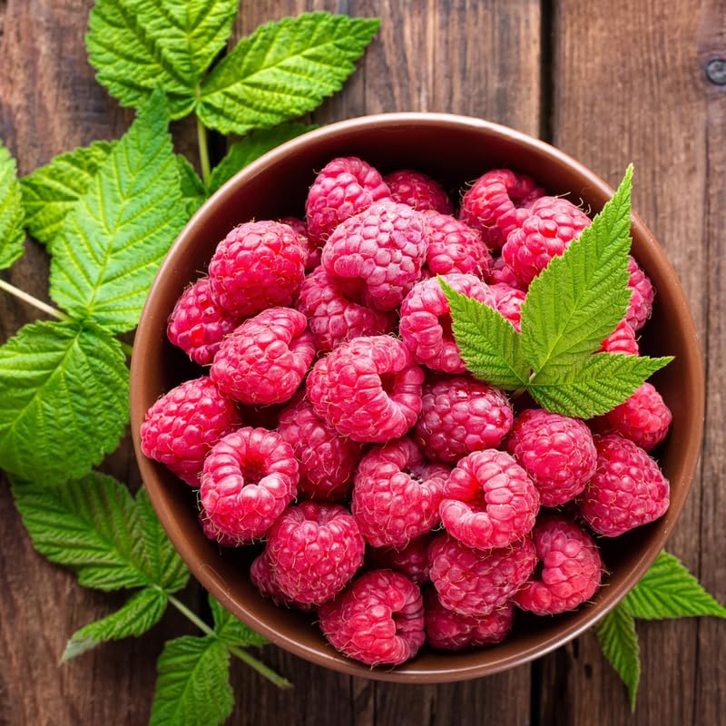 Pair of Live Red Raspberry Bushes, Sweet Fruit