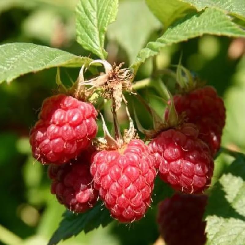 Pair of Live Red Raspberry Bushes, Sweet Fruit
