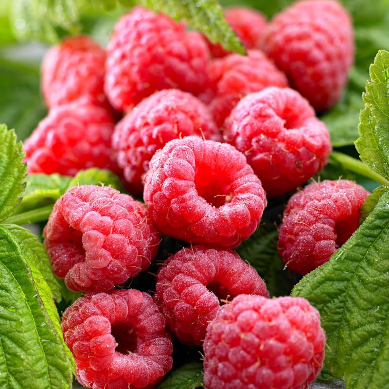 Pair of Live Red Raspberry Bushes, Sweet Fruit