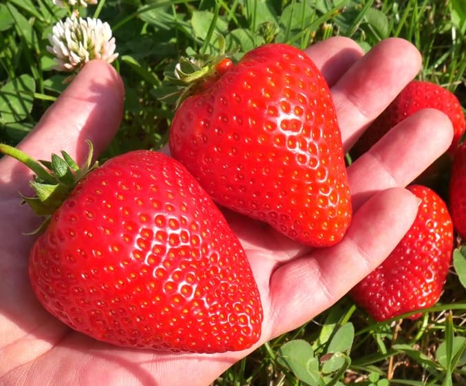 10 All Star Giant Strawberry Bare Root Plants