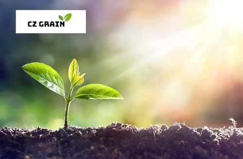 10 All Star Giant Strawberry Bare Root Plants