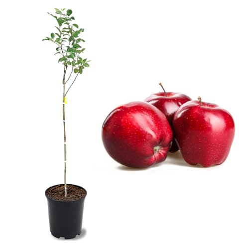 Red Delicious Apple Tree for Home and Garden Decor