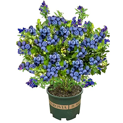 Blueberry Tree: Full Sun Outdoor Plant - 18 inch Height