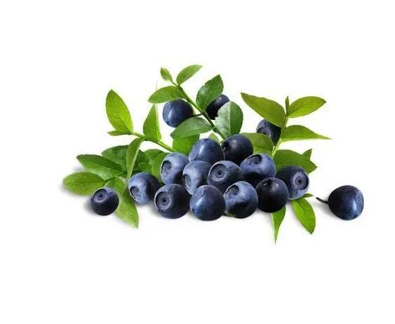 Blueberry Tree: Full Sun Outdoor Plant - 18 inch Height