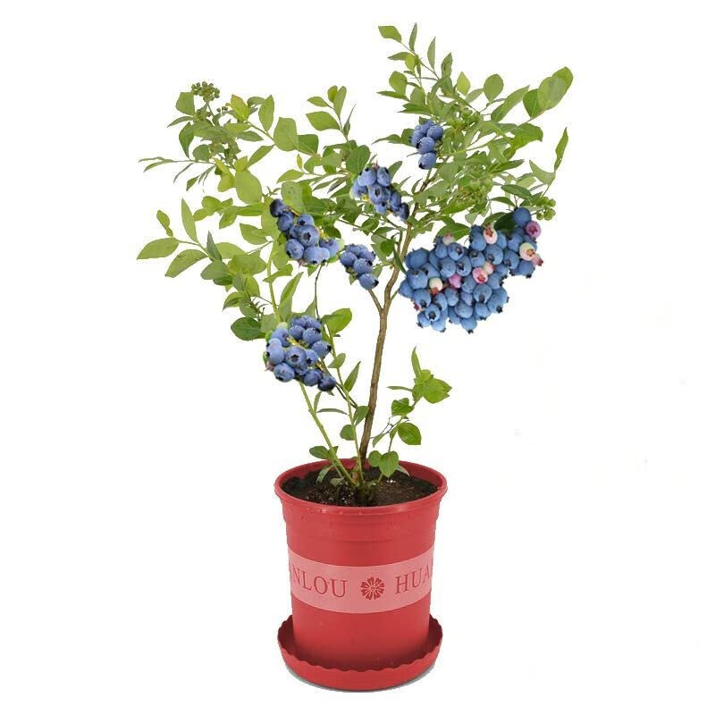 Blueberry Tree: Full Sun Outdoor Plant - 18 inch Height