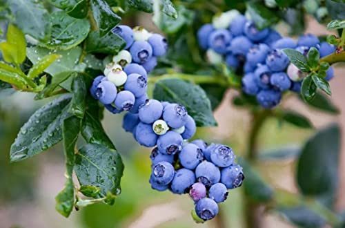 Blueberry Tree: Full Sun Outdoor Plant - 18 inch Height