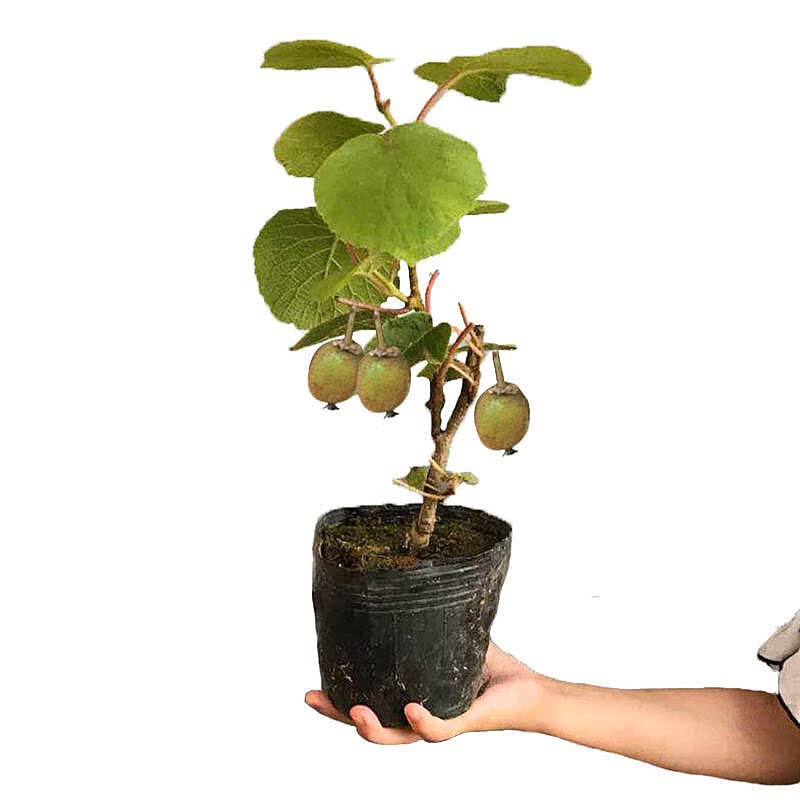 Red Flesh Kiwi Fruit Live Plants - 12 inch