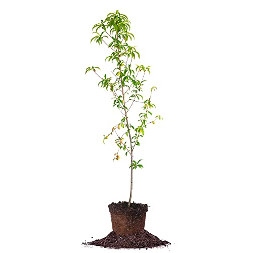 Belle of Georgia White Peach Tree | Large Fruit