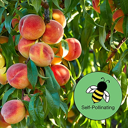Belle of Georgia White Peach Tree | Large Fruit