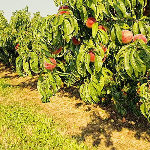 Belle of Georgia White Peach Tree | Large Fruit