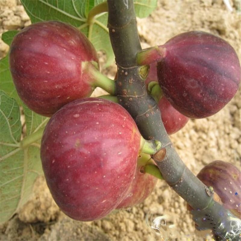 Ficus Carica Turkey Fig Seedlings - 15-17" Height