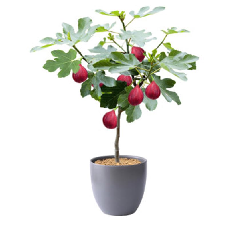 Ficus Carica Turkey Fig Seedlings - 15-17" Height