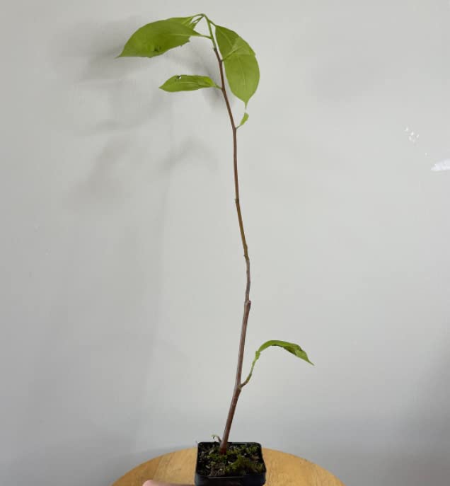 American Persimmon Tree Live Plant, 6-12" Tall, 4" Pot