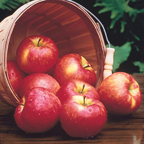 Honeycrisp Apple Fruit Tree - 1-Pack