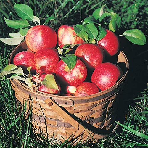 Honeycrisp Apple Fruit Tree - 1-Pack