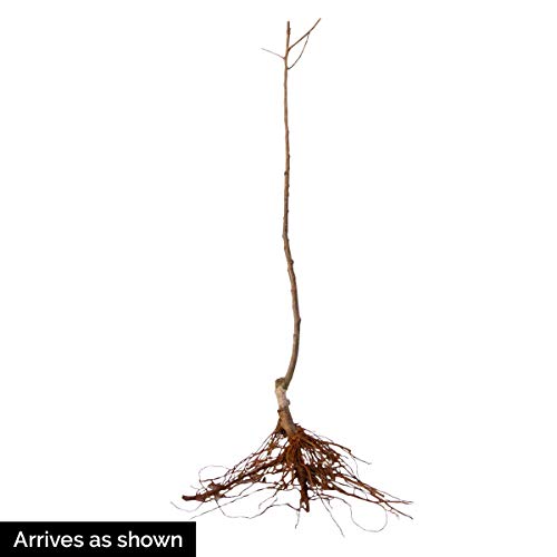 Honeycrisp Apple Fruit Tree - 1-Pack