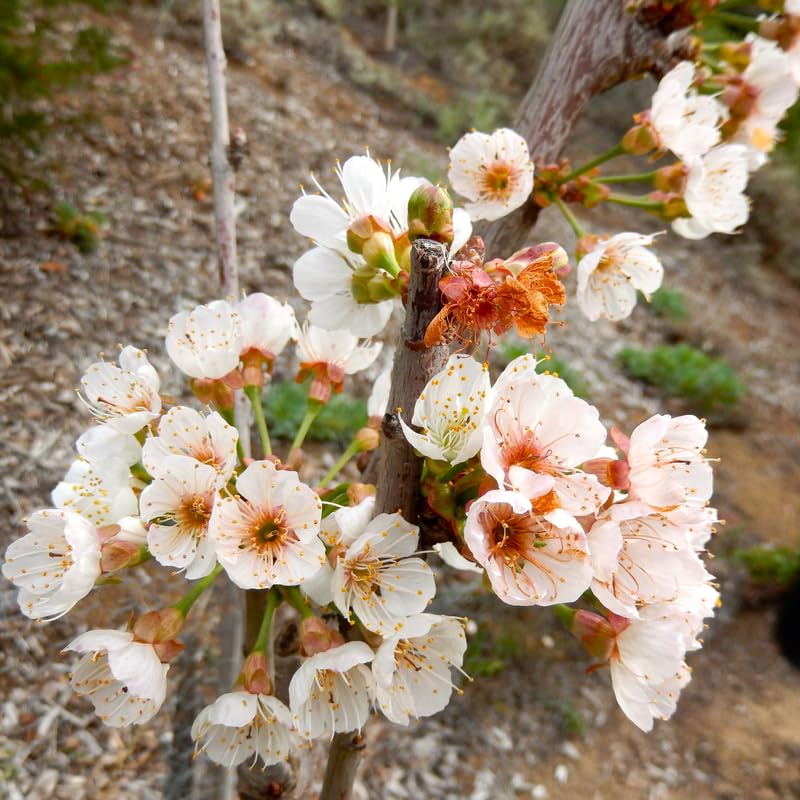 Pair of Live Sweet Cherry Trees, 1-2ft Height