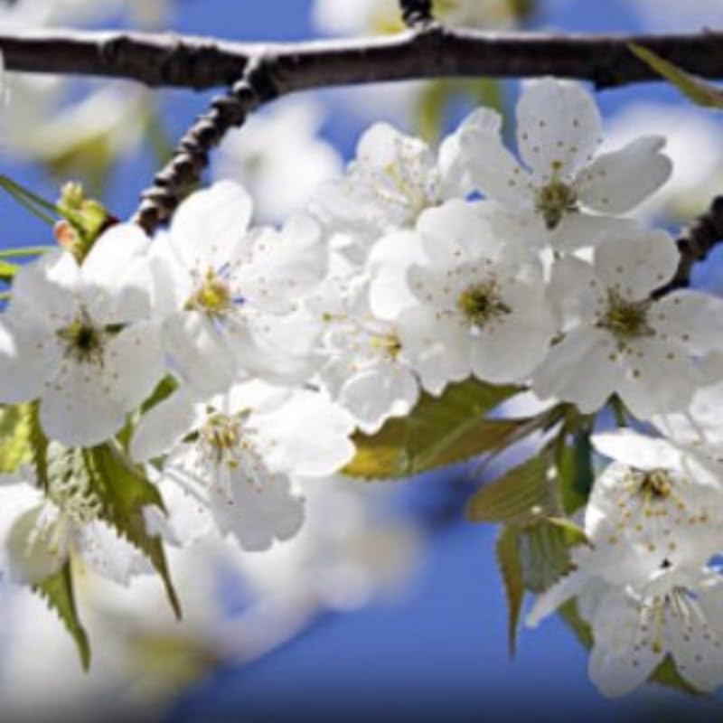 Pair of Live Sweet Cherry Trees, 1-2ft Height