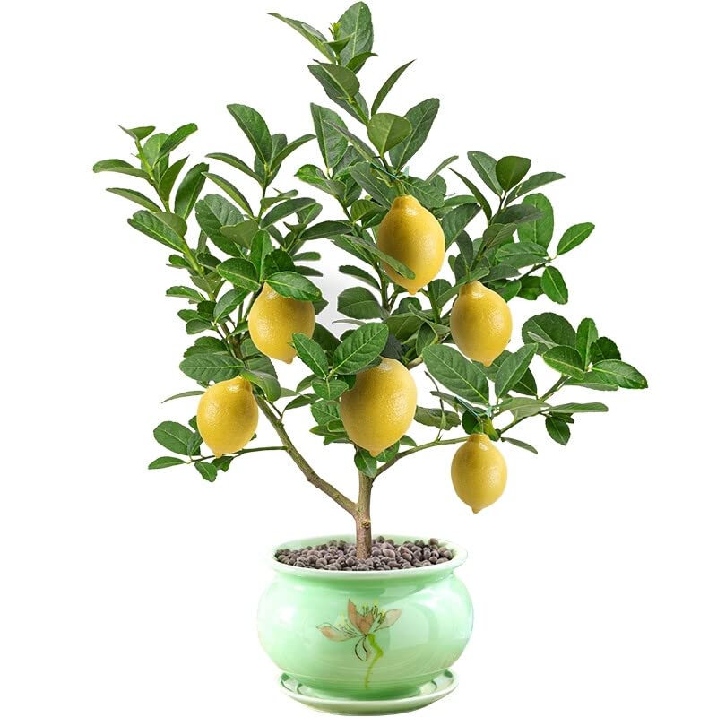 Citron Lemon Tree Starter Plant, 15-17 inch Height