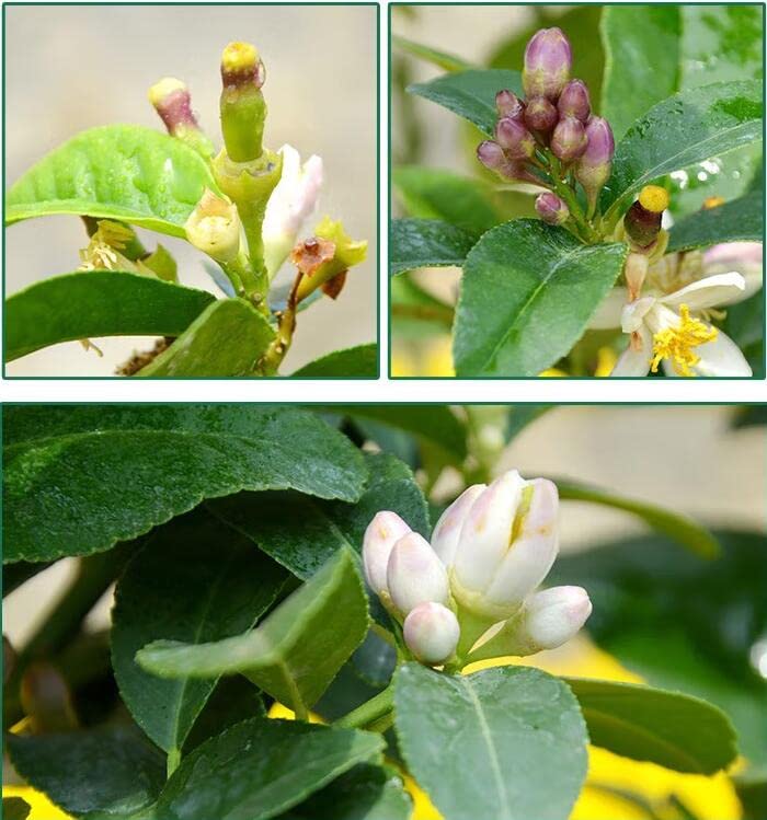Citron Lemon Tree Starter Plant, 15-17 inch Height