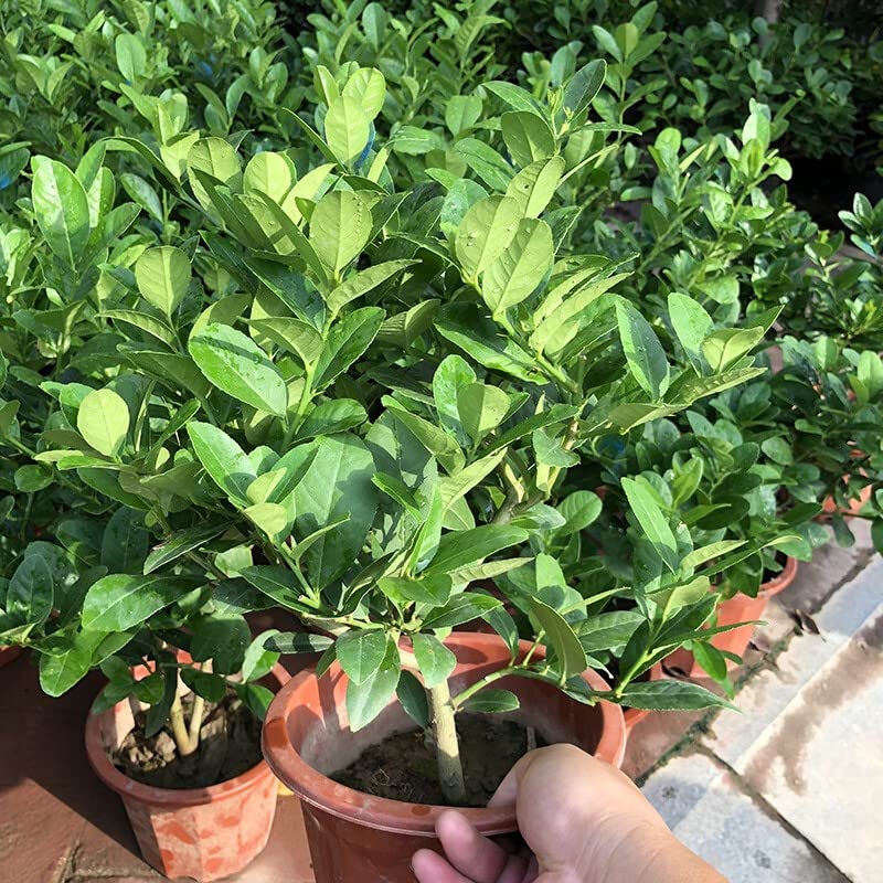 Citron Lemon Tree Starter Plant, 15-17 inch Height