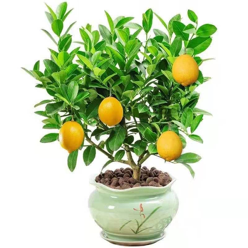 Citron Lemon Tree Starter Plant, 15-17 inch Height