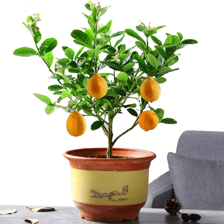 Citron Lemon Tree Starter Plant, 15-17 inch Height
