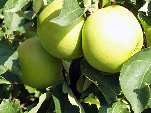 Golden Delicious Apple Tree- Grow Fresh Fruit- Live Plant