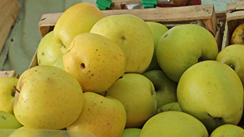 Golden Delicious Apple Tree- Grow Fresh Fruit- Live Plant