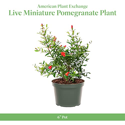 American Plant Exchange Dwarf Pomegranate Tree, 6-Inch, Edible, Fruiting Indoor or Outdoor Houseplant, Perfect for Home & Patio Container Gardens