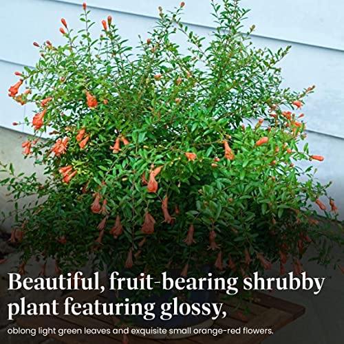 American Plant Exchange Dwarf Pomegranate Tree, 6-Inch, Edible, Fruiting Indoor or Outdoor Houseplant, Perfect for Home & Patio Container Gardens