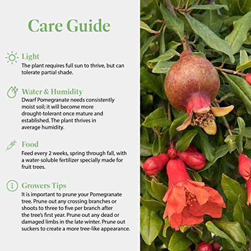 American Plant Exchange Dwarf Pomegranate Tree, 6-Inch, Edible, Fruiting Indoor or Outdoor Houseplant, Perfect for Home & Patio Container Gardens