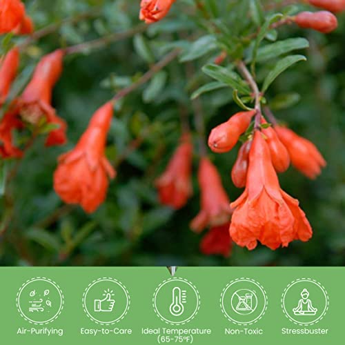 American Plant Exchange Dwarf Pomegranate Tree, 6-Inch, Edible, Fruiting Indoor or Outdoor Houseplant, Perfect for Home & Patio Container Gardens