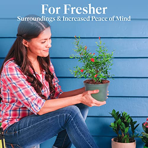 American Plant Exchange Dwarf Pomegranate Tree, 6-Inch, Edible, Fruiting Indoor or Outdoor Houseplant, Perfect for Home & Patio Container Gardens