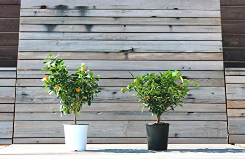 Calamondin Citrus Plant - Not Shipping to CA, AZ, TX