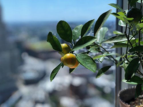 Calamondin Citrus Plant - Not Shipping to CA, AZ, TX