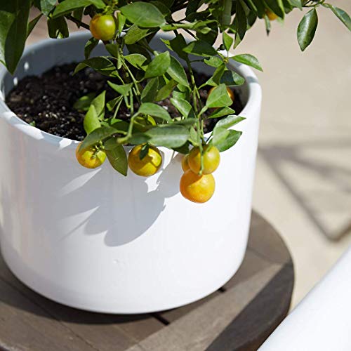 Calamondin Citrus Plant - Not Shipping to CA, AZ, TX