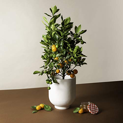 Calamondin Citrus Plant - Not Shipping to CA, AZ, TX