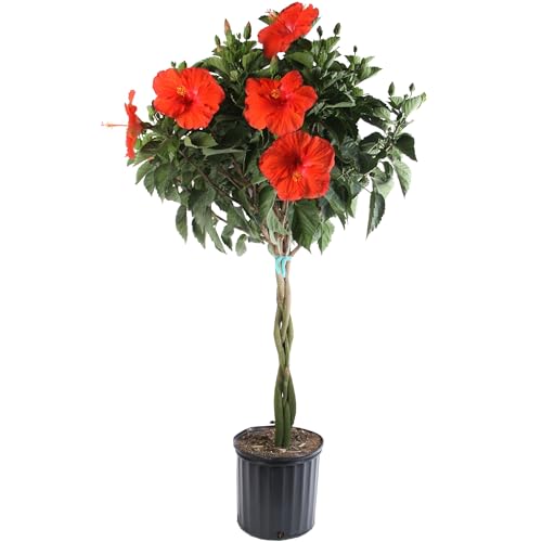 Costa Farms Live Premium Braided Hibiscus Plant 42